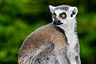 Katta, fotografiert im Freigehege des Allwetterzoo Münster