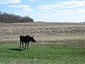 (?) Maybe in Geography of North Dakota