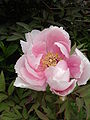 Paeonia suffruticosa