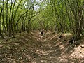 Shumen Plateau forest