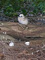 Chick, and egg; Midway Atoll, Hawaii