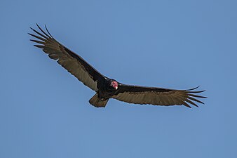 05/01: Zopilot capvermell (Cathartes aura) volant al cel de Cuba