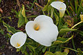 * Nomination: Zantedeschia aethiopica --Rjcastillo 03:23, 8 March 2013 (UTC) * * Review needed