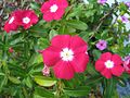 Catharanthus ovalis.