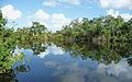 Image 6The New River near its estuary into the Caribbean Sea (Corozal District, Belize)