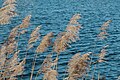 Phragmites in Amsterdam, Netherlands