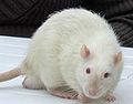 Rat with "Himalayan" coat type