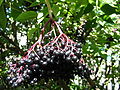 Kiddeboom (Sambucus nigra) mäd Kidde