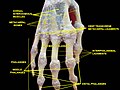 Ligamentos interfalángicos y falanges. Disección profunda. Vista posterior (dorsal).