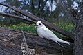 Midway Atoll, Hawaii