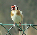 Carduelis carduelis carduelis