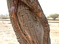 Carved tree marking Poole's grave, 1845