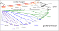 Image 20Venation of insect wings, based on the Comstock-Needham system (from Insect morphology)