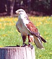 Königsbussard.