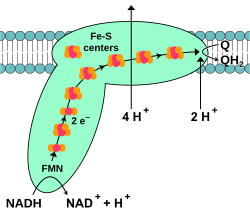 Mitochondrielle NADH-Dehydrogenase