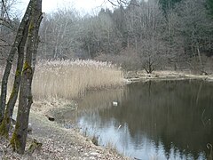 Sägeweiher mit Schilfzone