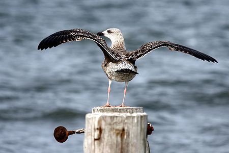 Büyük kara sırtlı martı (Larus marinus). (Üreten:Tim)