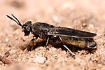 Black soldier fly