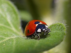 Coccinella magnifica