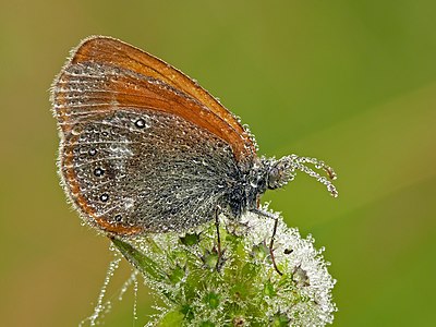 Coenonympha glycerion (Chestnut Heath)