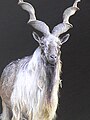 Markhor