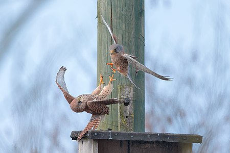 Falco tinnunculus (Common Kestrel)