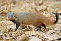 stripe-necked mongoose