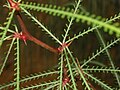 Espinhos, ligado, parkinsonia, aculeata