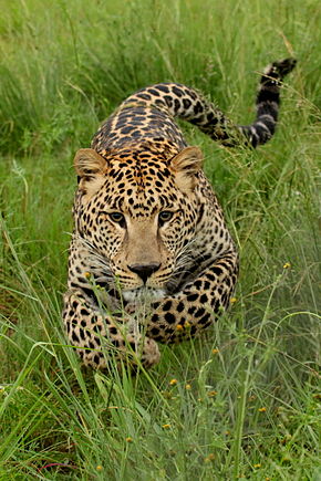 Leopard.