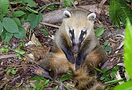 Ein südameri­ka­ni­scher Na­sen­bär im Na­tio­nal­park Iguaçu