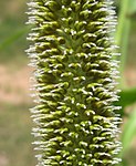 Estigmas plumosos exertos de su espiguilla en Cenchrus americanus (el mijo perla) para polinización por viento.