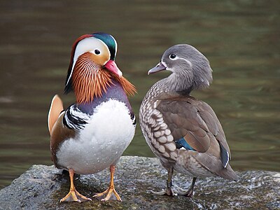 Birer erkek ve dişi Mandarin ördeği (Aix galericulata). Fotoğrafta görülebileceği gibi erkekler renkli çizgilere, Kırmızı bir gagaya, geniş yarımay biçimli beyaz göz çerçevelerine, kırmızımsı bir yüze ve yanaklara sahiptir. Göğsü iki dikey beyaz şeritle bölünmüş, mordur. Yan tarafları kırmızımsıdır ve sırta doğru turuncular içerir. Dişiler, dış görünüşleri itibarıyla, Carolina ördeği (Aix sponsa) dişileriyle benzerlik gösterir. Göz etrafında ve gözün arkasından sırta kadar uzanan beyaz şeritleri vardır. Alt kısımlar nispeten daha soluktur ve yan taraflar beyaz çizgilidir. Gagasının ucu soluk renklidir. (Martin Mere, Birleşik Krallık)