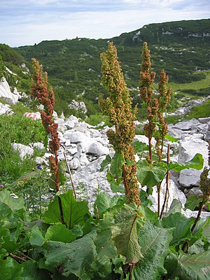 Rumex alpinus