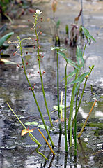 Sagittaria montevidensis