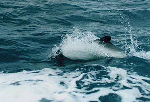 Commerson's dolphin