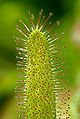 Drosera capensis