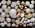 Foraminifera in Ngapali, Myanmar, field width 5.22 mm