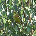 Yellowhammer (Emberiza citrinella) Goldammer