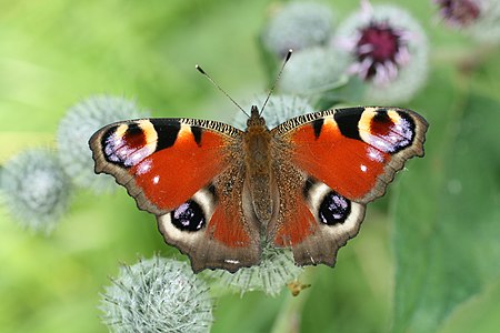 Inachis io (European Peacock)