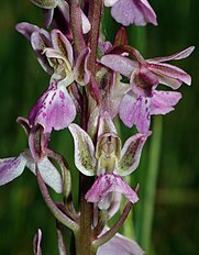 <center>Orchis patens</center>