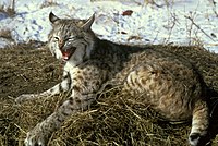 Lynx rufus