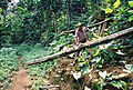 The road through the rain forest