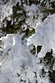 * Nomination Icicle on a tree branch. Oberhof, Germany --Ximeg 12:54, 18 March 2013 (UTC) * Decline Overexposure. --Mattbuck 13:11, 24 March 2013 (UTC)