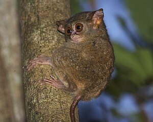 Tarsius sp.