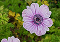 * Nomination Double-flowered anemone (Anemone coronaria), in a garden, France. --JLPC 17:43, 24 March 2013 (UTC) * Promotion Good Quality --Rjcastillo 17:54, 24 March 2013 (UTC)