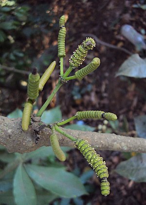 Gnetum latifolium var. funiculare