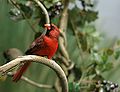 Northern Cardinal