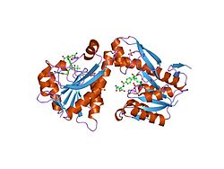 Trifunktionelles Purinsyntheseprotein