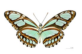 Museum specimen ♂ △ - Ventral side