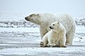 Arctic National Wildlife Refuge